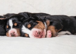 Puppies Of A Large Swiss Mountain Dog On A Light Background. Blind Puppies