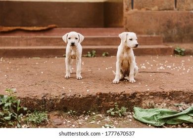 Puppies On Front Porch Of Kenyan Farm House