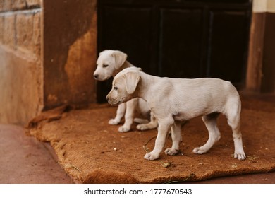 Puppies On Front Porch Of Kenyan Farm House