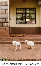 Puppies On Front Porch Of Kenyan Farm House