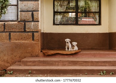 Puppies On Front Porch Of Kenyan Farm House