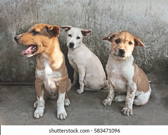 puppies on grey background