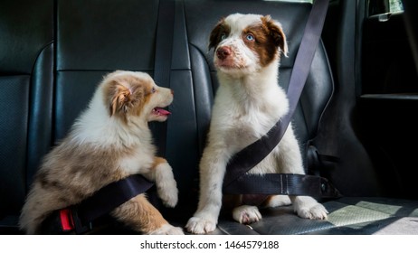 Puppies passengers in the back seat of a car, fastened with seat belts