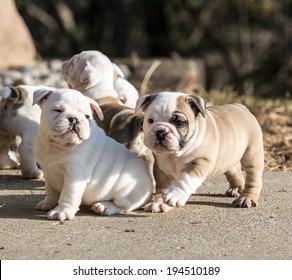 Puppies Playing - English Bulldog Litter Outside