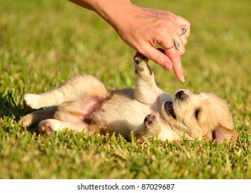 Puppies Playing In Grass