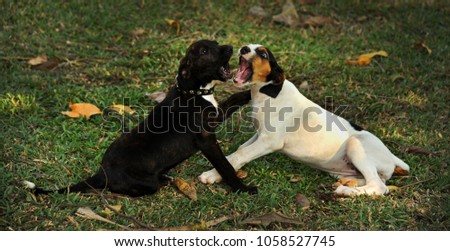 Similar – Image, Stock Photo round table Pet Dog