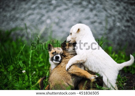 Similar – Foto Bild Collie Hündin mit Frischling