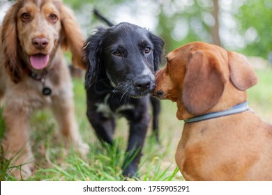 Puppies playing together in doggy day dare