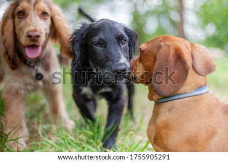 Puppies playing together in doggy day dare