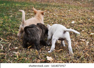 Puppies Playing Wagging Their Tails