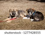 Puppies resting at the park