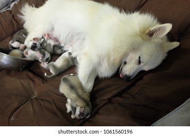 Mixed Spitz Japanese Siberian Husky Hd Stock Images Shutterstock
