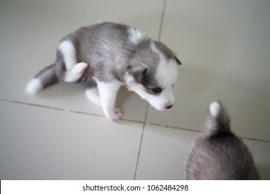 Mixed Spitz Japanese And Siberian Husky High Res Stock Images Shutterstock