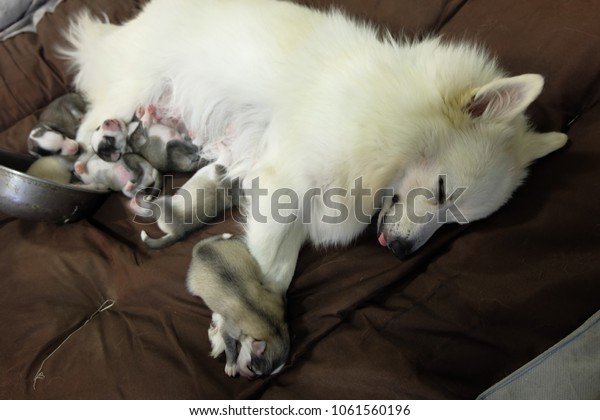 Puppies Spitz Japanese Dog Mixed Siberian Stock Photo Edit Now