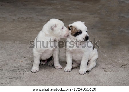 Puppies of Turkmen Alabai. Two small three-month dogs. Dog breeding. Kennel of dogs.