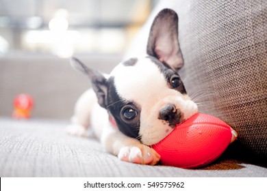 puppy - Shutterstock ID 549575962