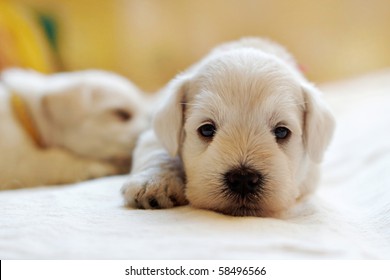 puppy - Powered by Shutterstock