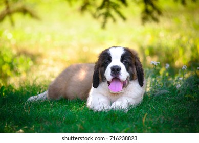 puppy - Shutterstock ID 716238823