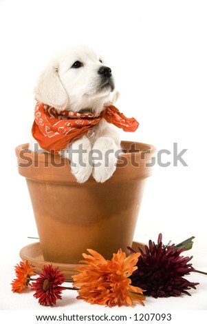 puppy