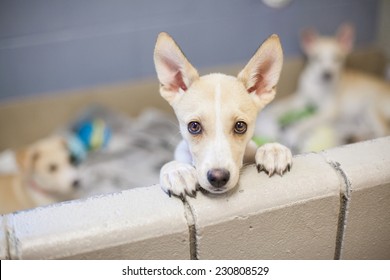 Puppy up for adoption - Shutterstock ID 230808529