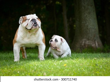 Puppy And Adult Dog Playing Outside - Bulldog Puppy 3 Months And Adult 6 Years