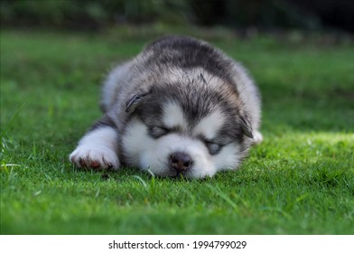 how many hours a day do malamutes sleep