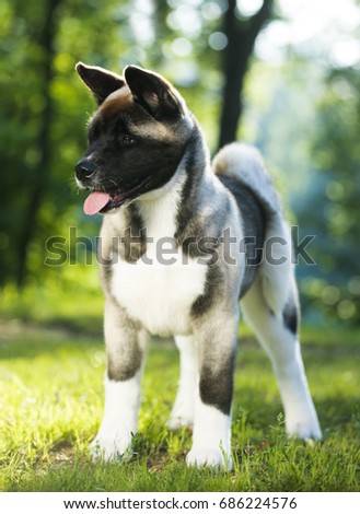 Puppy American Akita 4 Months Old Stock Photo (Edit Now) 686224576