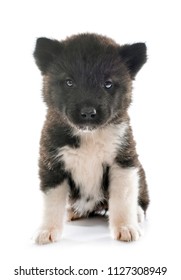 puppy american akita in front of white background - Shutterstock ID 1127308949