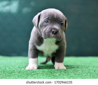 A Puppy American Bully Dog