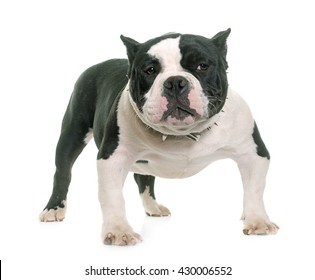 white bully pitbulls