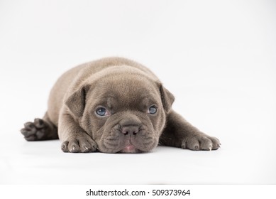 puppy american bully in front of white background