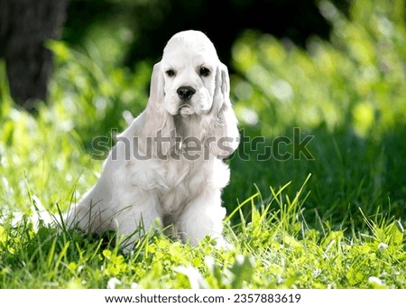 Puppy American cocker spaniel on green grass in the sun; background