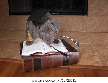 Puppy American Pit Bull Terrier, short for Pitbull in an academic hat with a book and glasses
