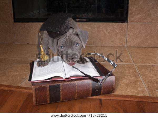 american pitbull terrier book