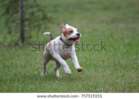 Similar – Small, blond Labrador puppy runs clumsily across the lawn, his floppy ears flying up