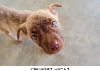 Rescue Puppy Hd Stock Images Shutterstock Rescue Puppy Hd Stock Images Shutterstock