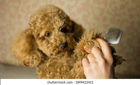 Poodle Apricot High Res Stock Images Shutterstock