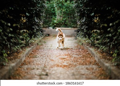 Puppy Attending Call Order, Running Towards Camera