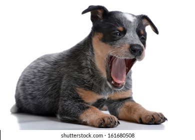 Puppy Australian Cattle Dog White Background