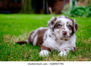 Puppy Australian Shepherd With Blue Eyes Lies On The Grass.