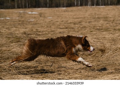 Puppy Of Australian Shepherd Red Tricolor Runs Through Field With Dry Grass. Aussie Is Beautiful Active Energetic And Young . Running Dog Side View.