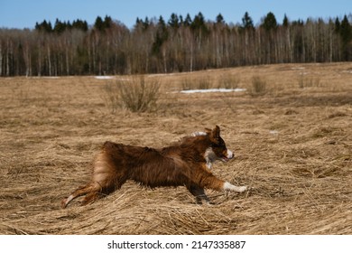 Puppy Of Australian Shepherd Red Tricolor Runs Through Field With Dry Grass. Aussie Dog Is Beautiful Active Energetic And Young . Running Dog Side View.