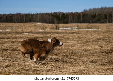 Puppy Of Australian Shepherd Red Tricolor Runs Through Field With Dry Grass. Aussie Is Beautiful Active Energetic And Young . Running Dog Side View.