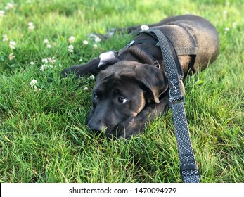 Puppy Avoiding Eye Contact Protesting