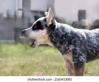 Puppy barking at something while standing in backyard. Black and white puppy with mouth open. Dog  barking at neighbors, kids or animals. Blue heeler puppy or Australian cattle dog. Selective focus. 