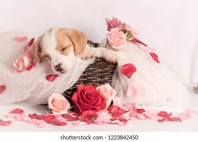 Puppy basket flowers wedding