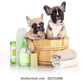 puppy bath time - French  bulldog puppy in wooden wash basin with soap suds 