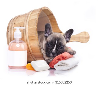 puppy bath time - French bulldog puppy in wooden wash