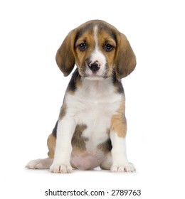 Beagle Puppy Sits Front White Background Stock Photo (Edit Now) 769451209