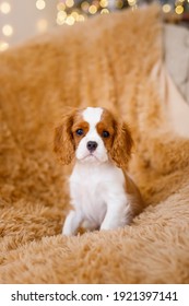 Puppy of beautiful brown white Cavalier King Charles Spaniel. Attractive dog of small breed. Excellent friendly pet and companion. 